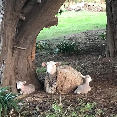 شقة Langleys Port Campbell Hobby Farm المظهر الخارجي الصورة