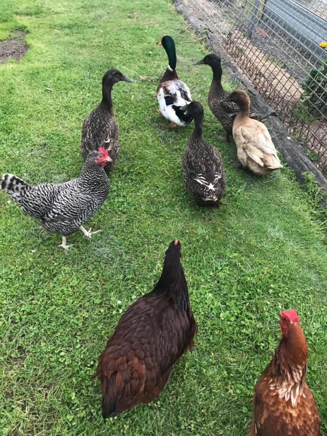 شقة Langleys Port Campbell Hobby Farm المظهر الخارجي الصورة