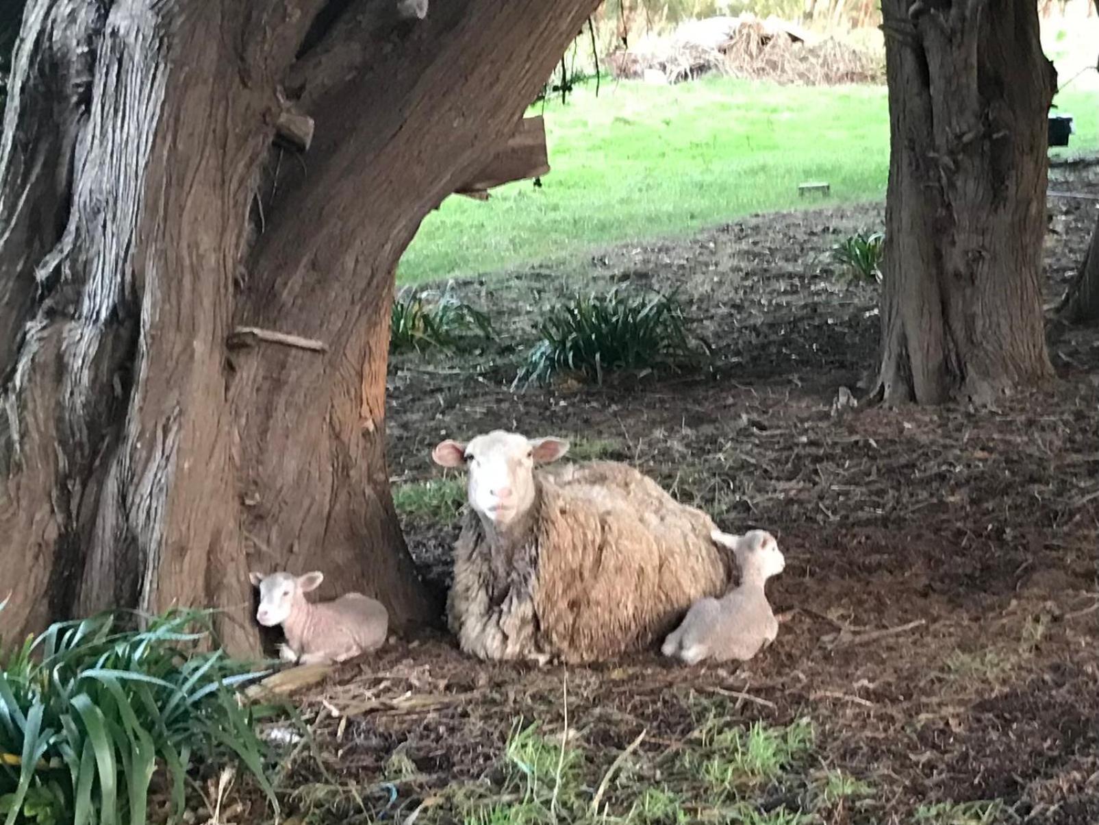 شقة Langleys Port Campbell Hobby Farm المظهر الخارجي الصورة